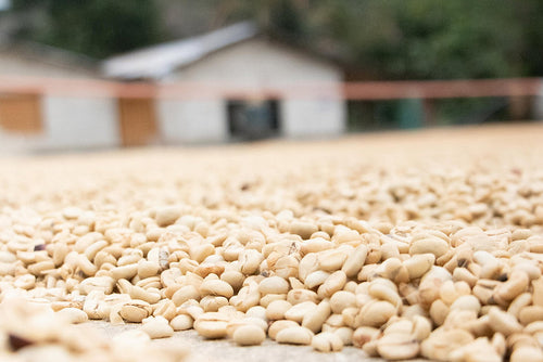 Brazil Decaf Coffee Pods