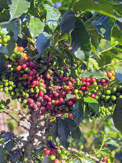 Honduras Coffee Pods